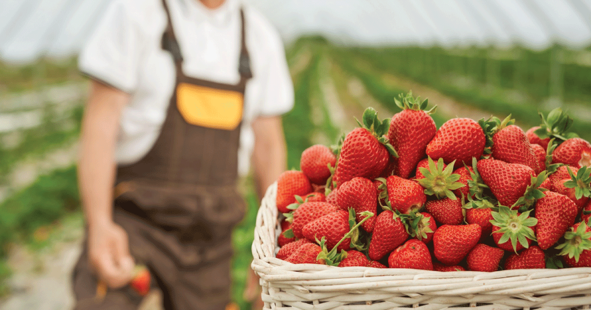 Giant British Strawberries in Sunlight